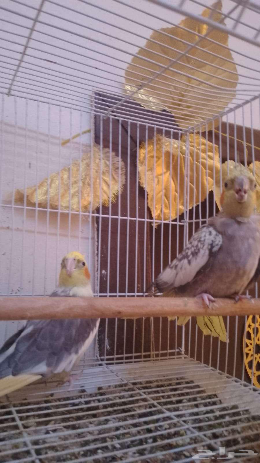 Crown Parrot Paired and Produced Offspring Three Times63618776995841113