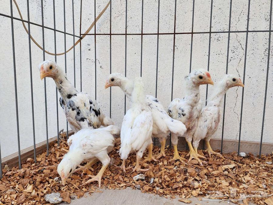 (Sold) Dwarf Kochamo Chicks63618875328770113