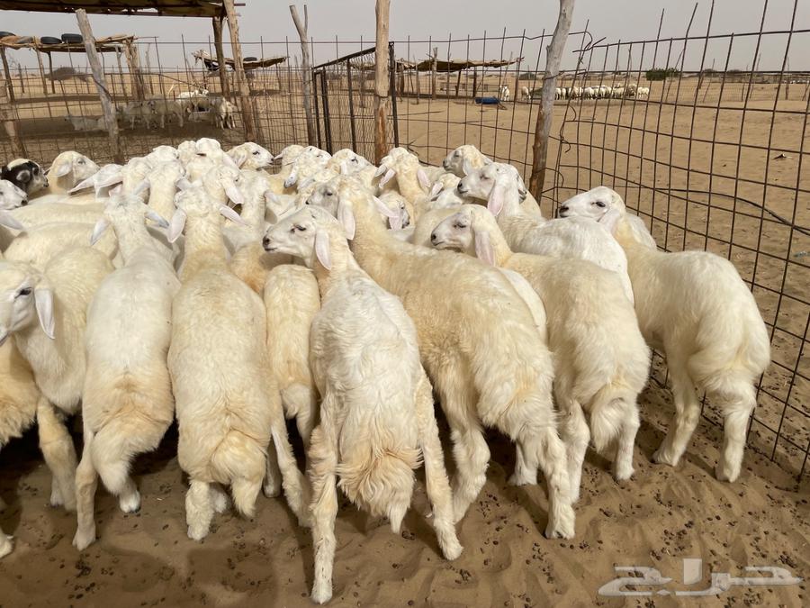 بهم حري عدد 75 (تم البيع )63618782828035112