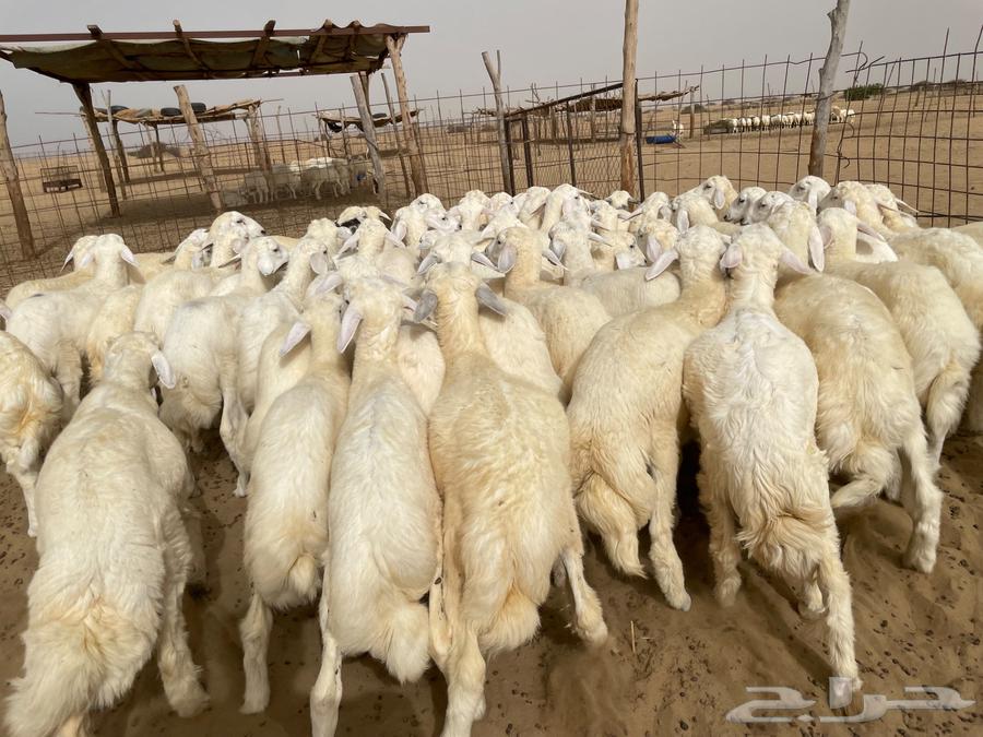 بهم حري عدد 75 (تم البيع )63618782828035113