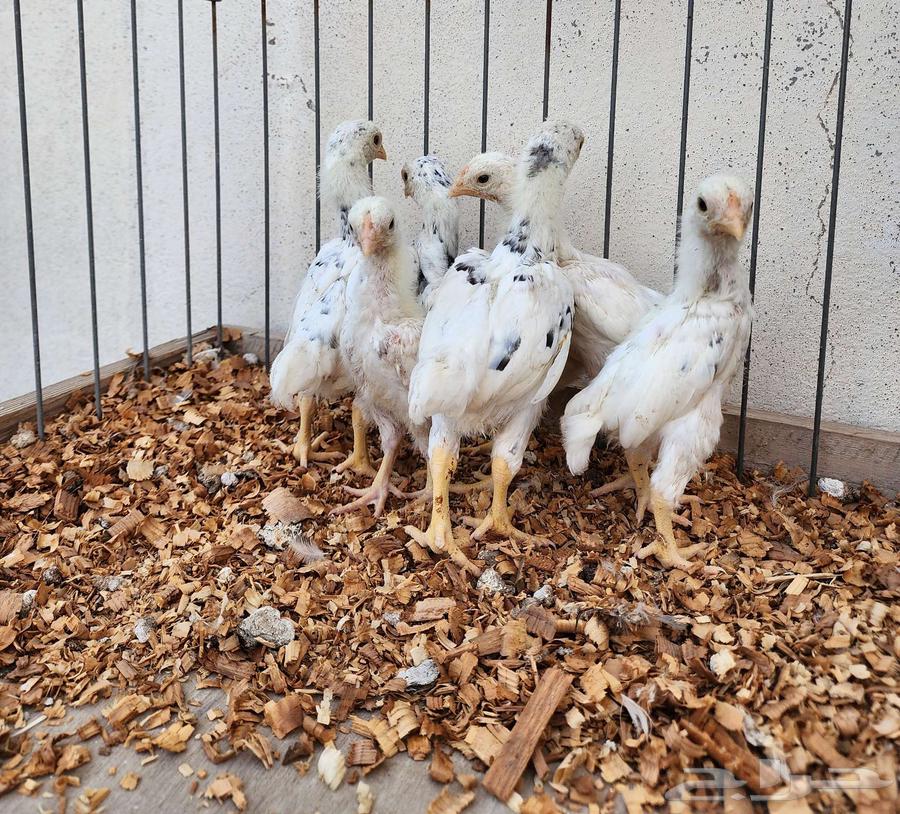 (Sold) Dwarf Kochamo Chicks63618875328770112