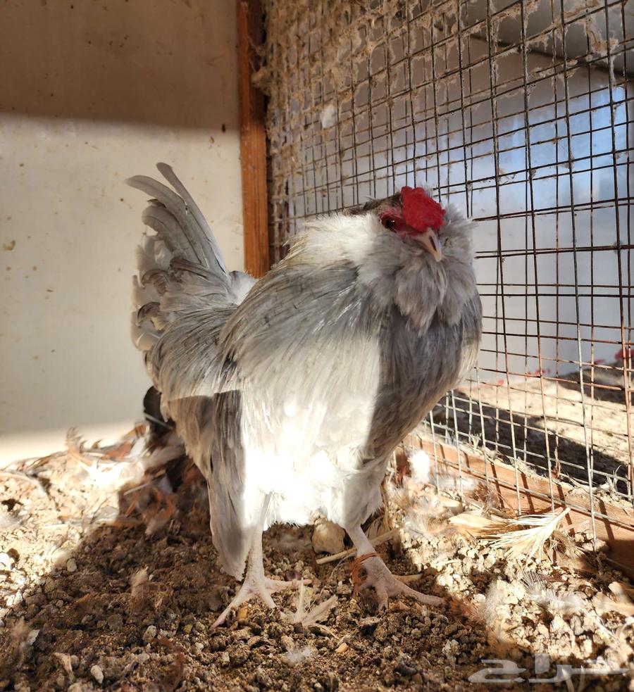Cockerel for sale, produced by Khawarij63619046533890112