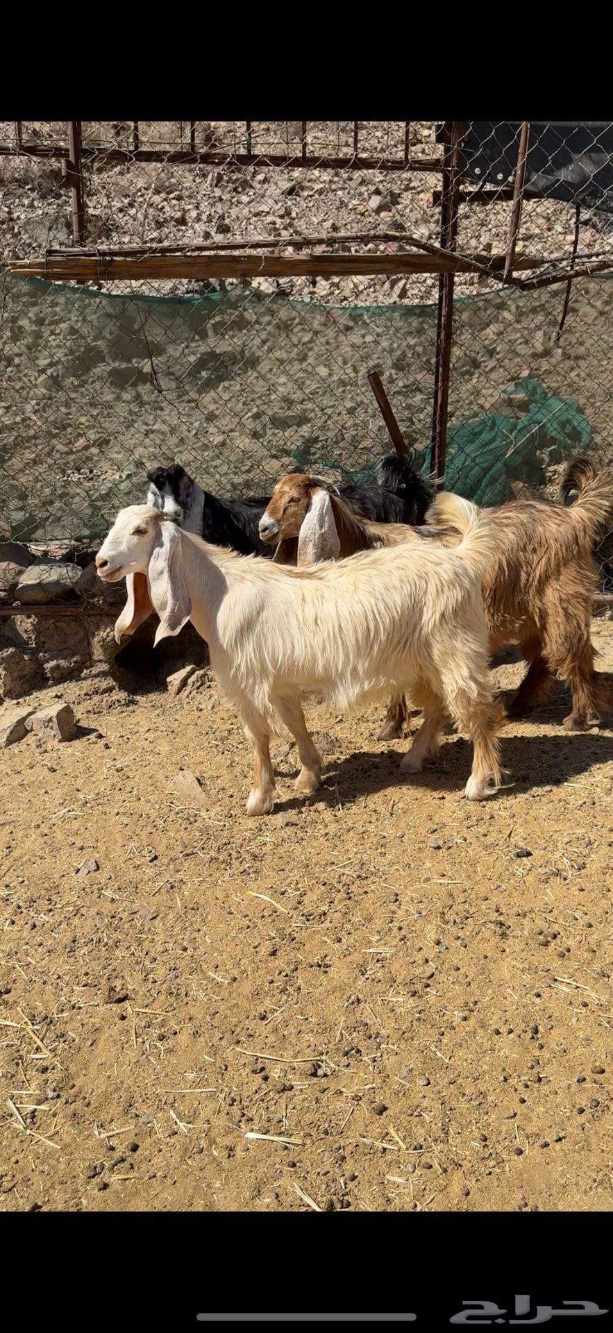Jafar Accessories Breed (Sold)63623129004289112