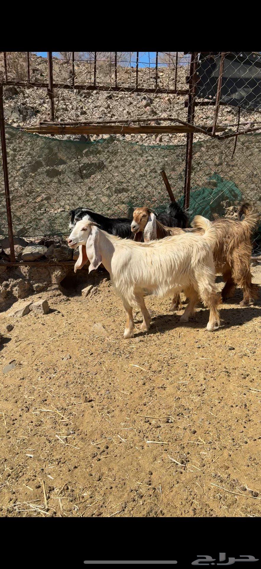 Jafar Accessories Breed (Sold)63623129004289114