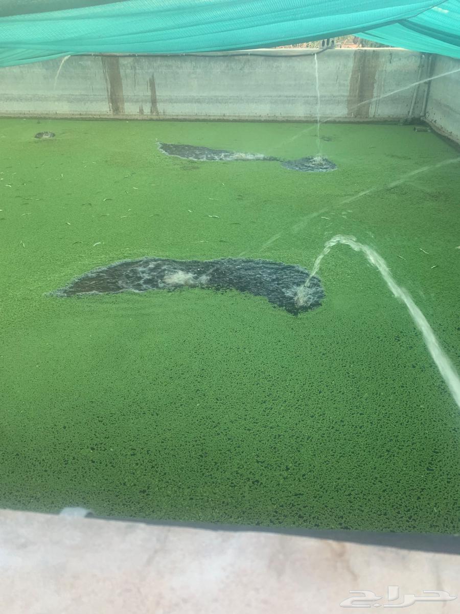 Azolla Hail Hakroussin63624289052034112