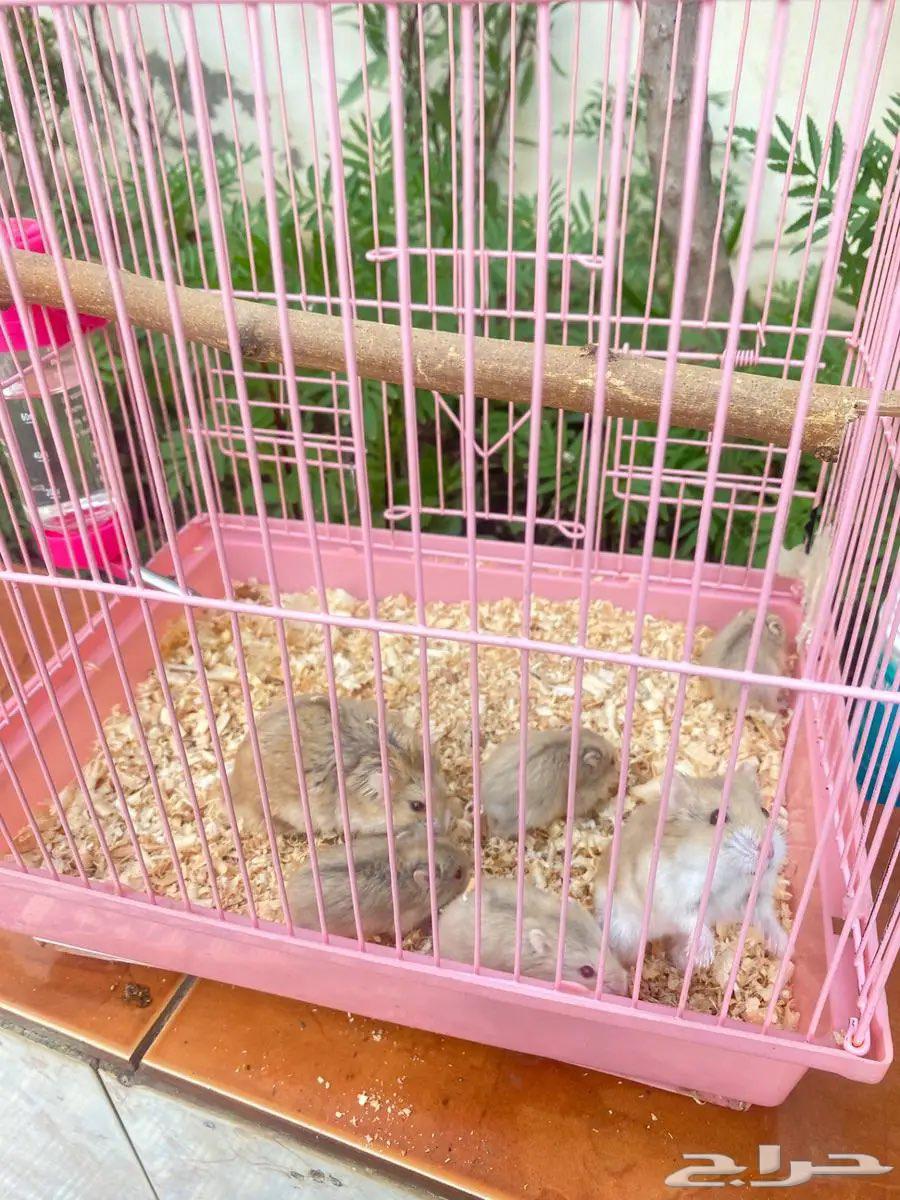 Hamster B for only 100 riyals63621421376899112