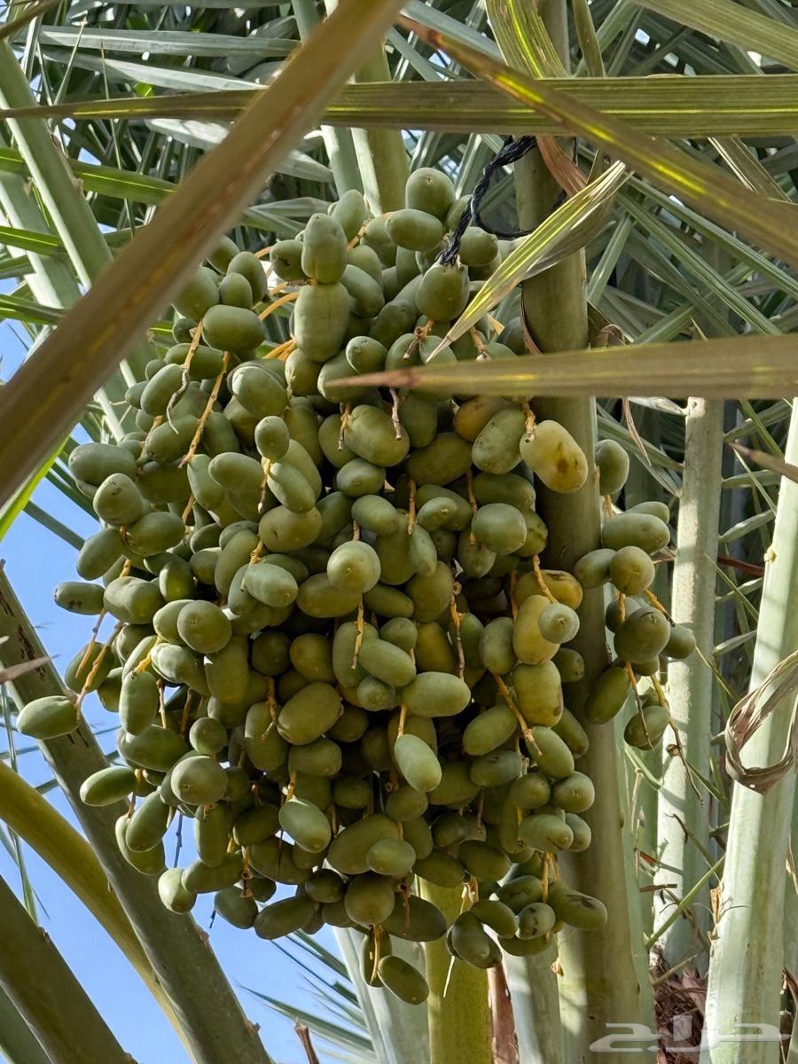 Selling date fruits on palm trees63621916868483111