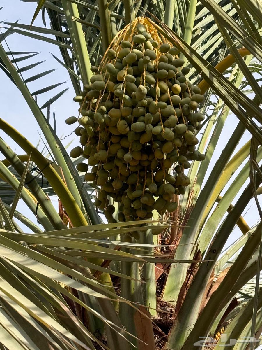 Selling date fruits on palm trees63621916868483112