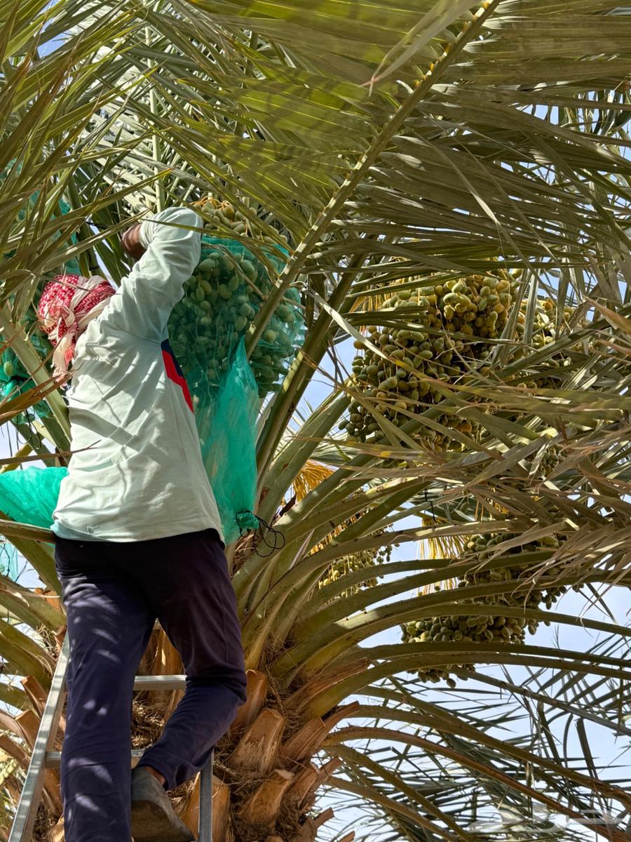 Selling date fruits on palm trees63621916868483113