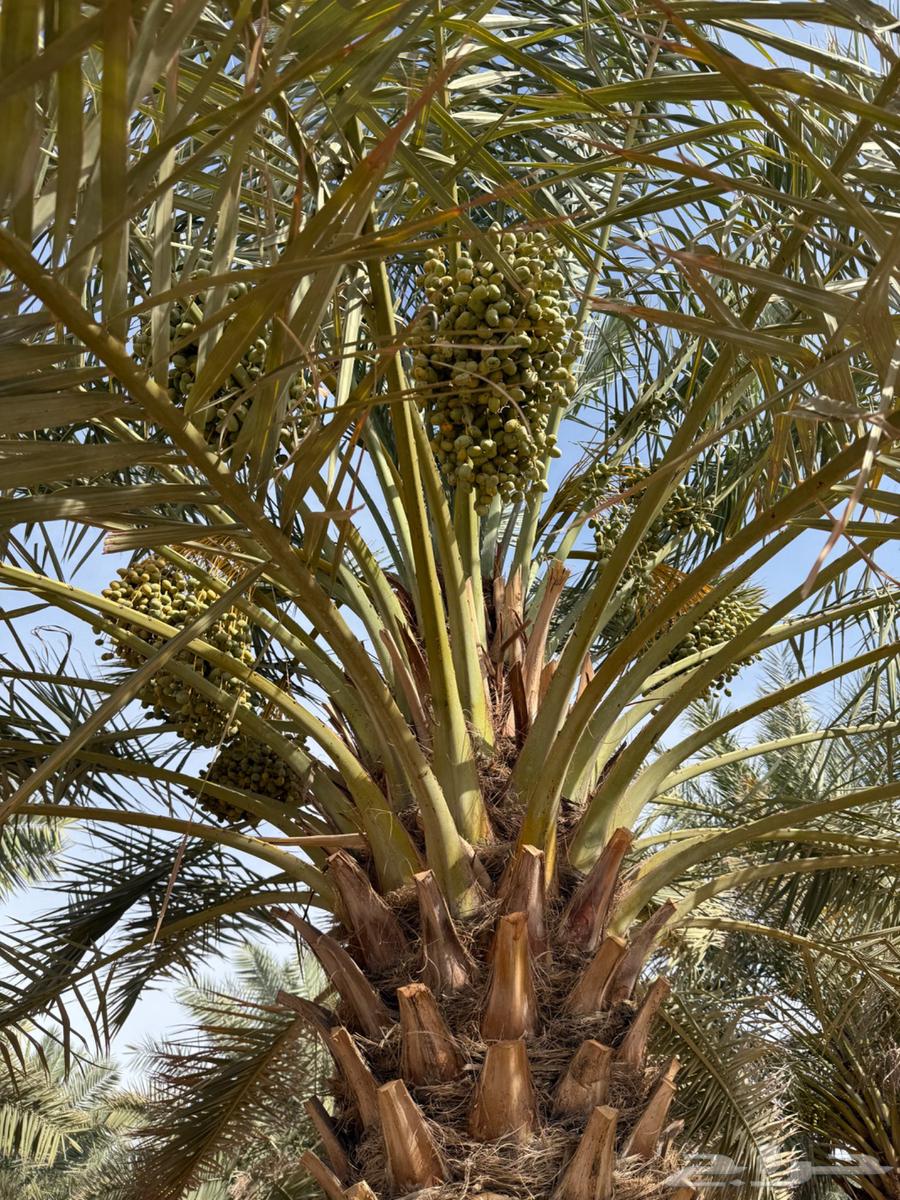 Selling date fruits on palm trees63621916868483114