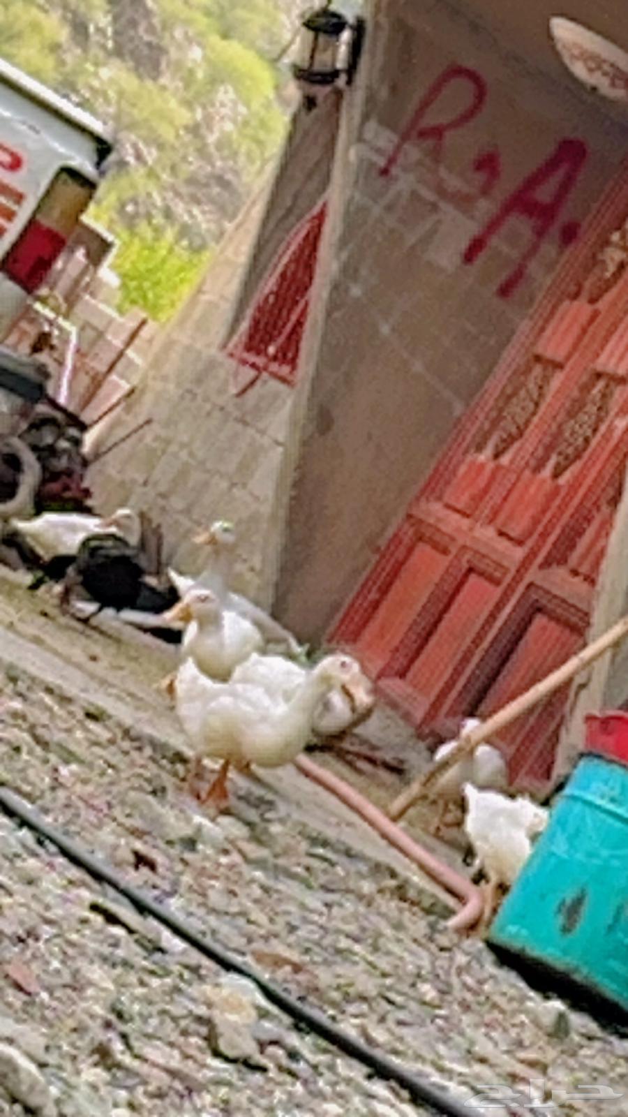 Ducks for sale63620922059009113