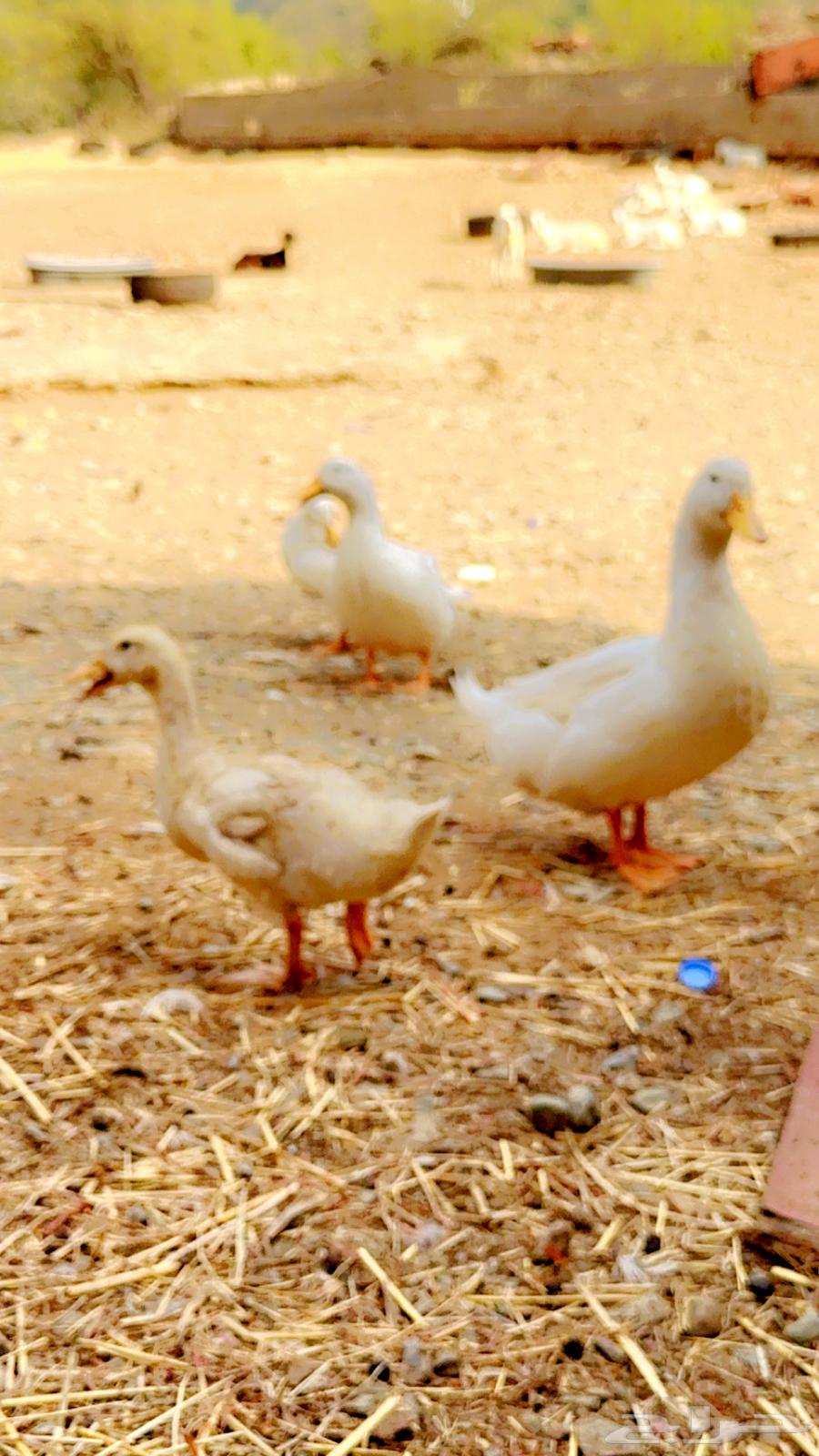 Ducks for sale63620922059009111