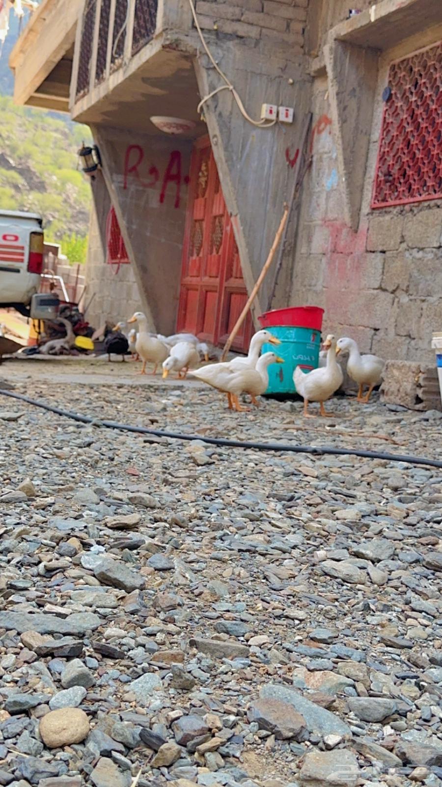 Ducks for sale63620922059009112
