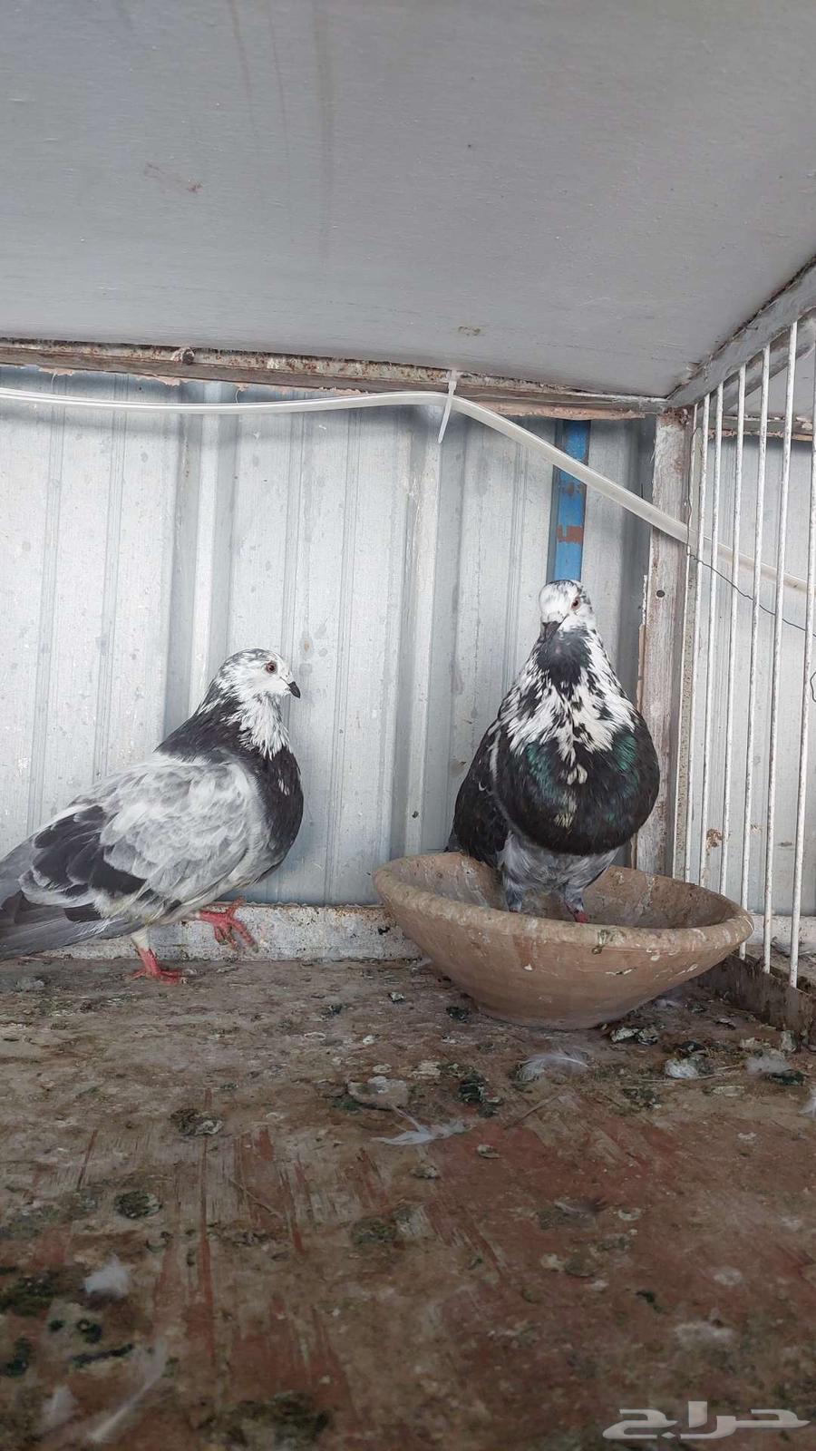 للبيع زوج نفاخ اسباني تم البييع63621912519299112