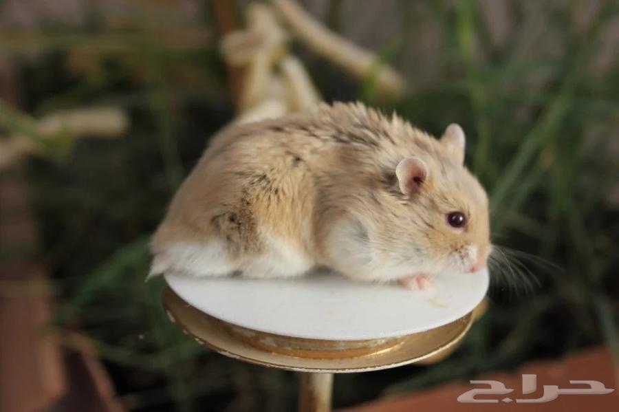 Hamster B for only 100 riyals63621421376899111
