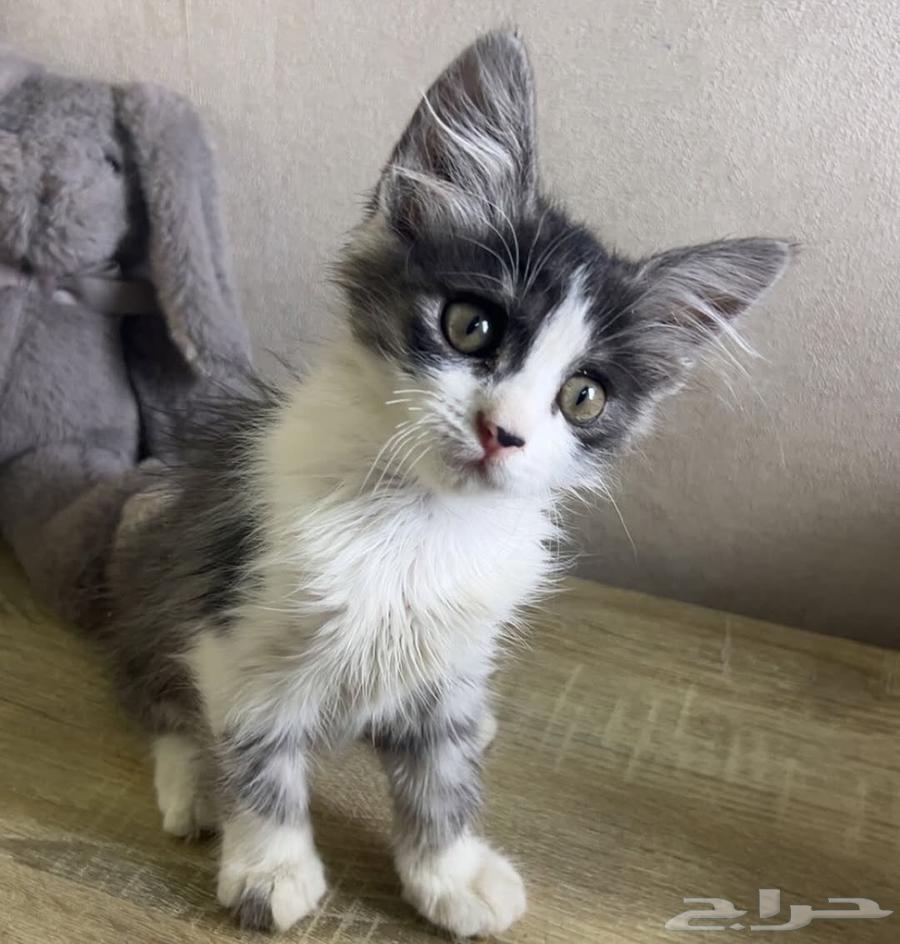 Female and male hybrid Shirazi kittens for sale at a symbolic price63619046451714111