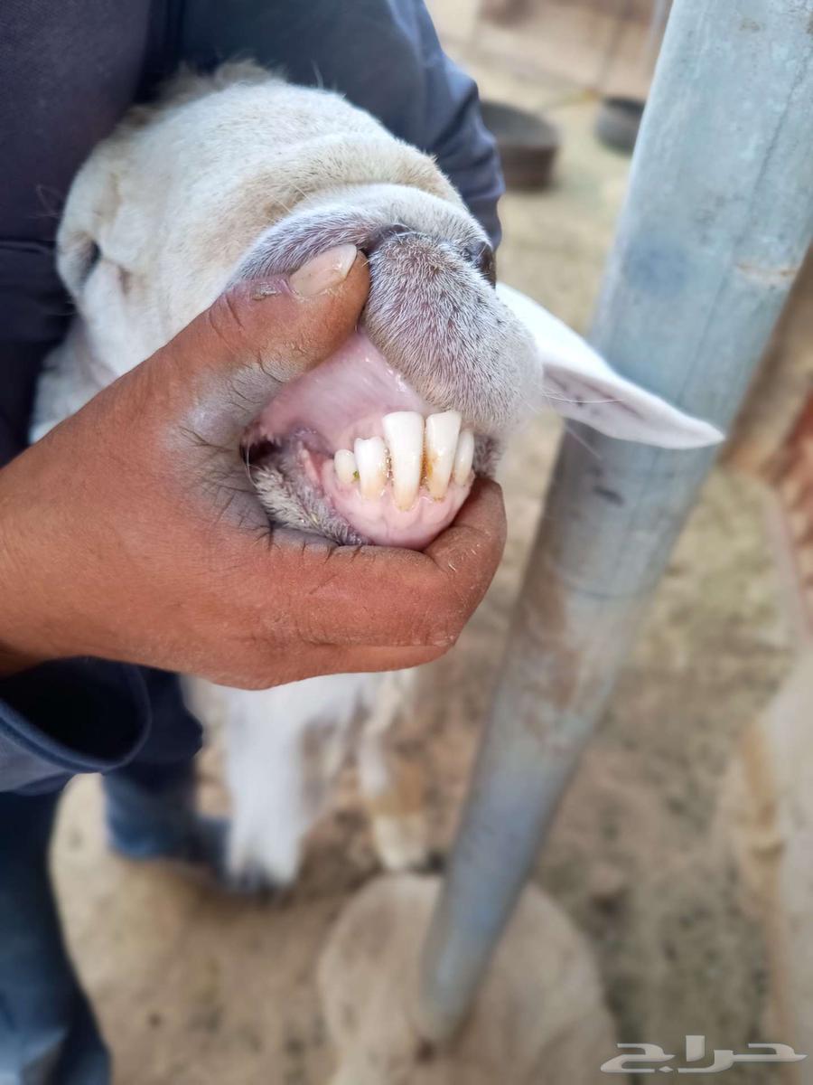 خروف للبيع صنف63655166361219112