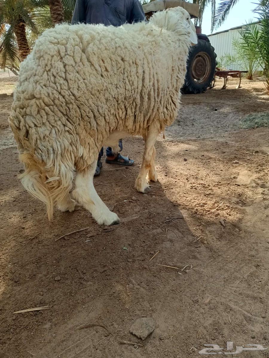 خروف للبيع صنف63655166361219111