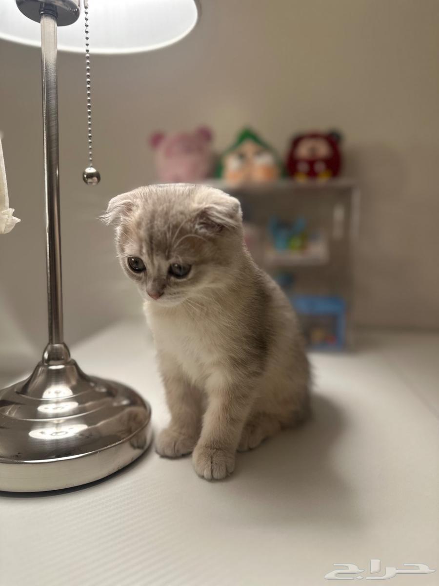 Scottish Fold Ay11 for sale63618969341185112