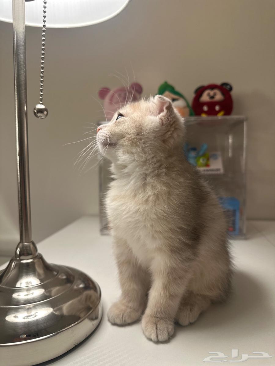 Scottish Fold Ay11 for sale63618969341185114