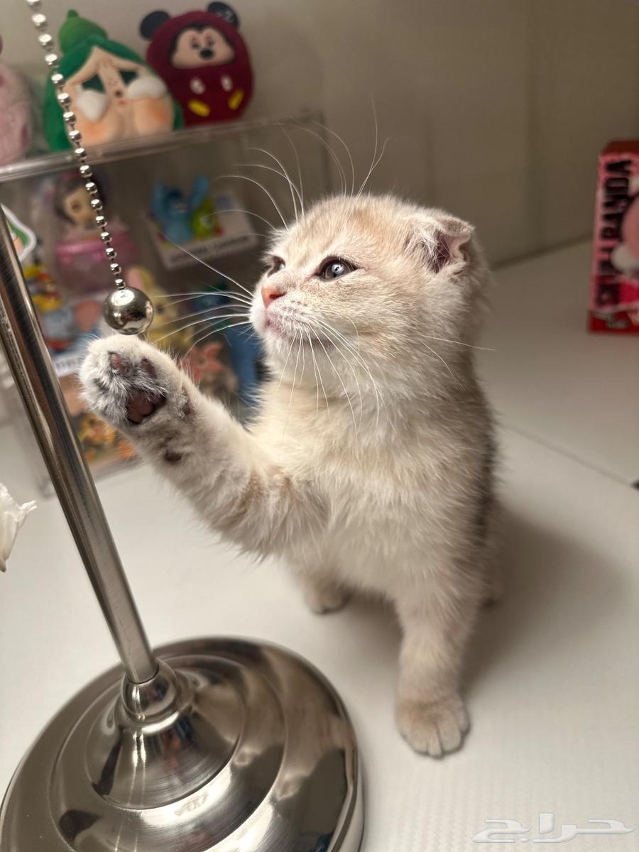 Scottish Fold Ay11 for sale63618969341185113