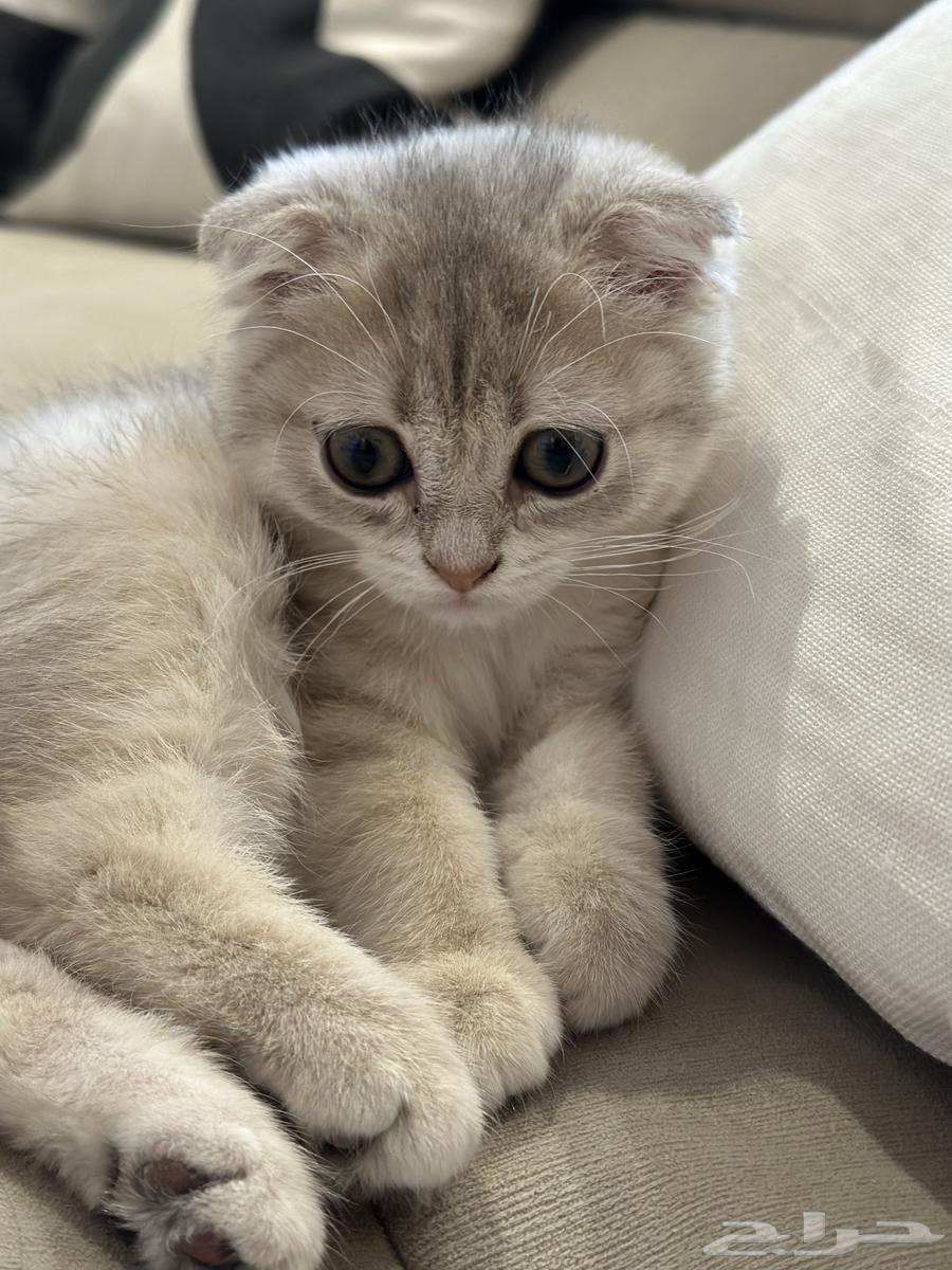 Scottish Fold Ay11 for sale63618969341185111