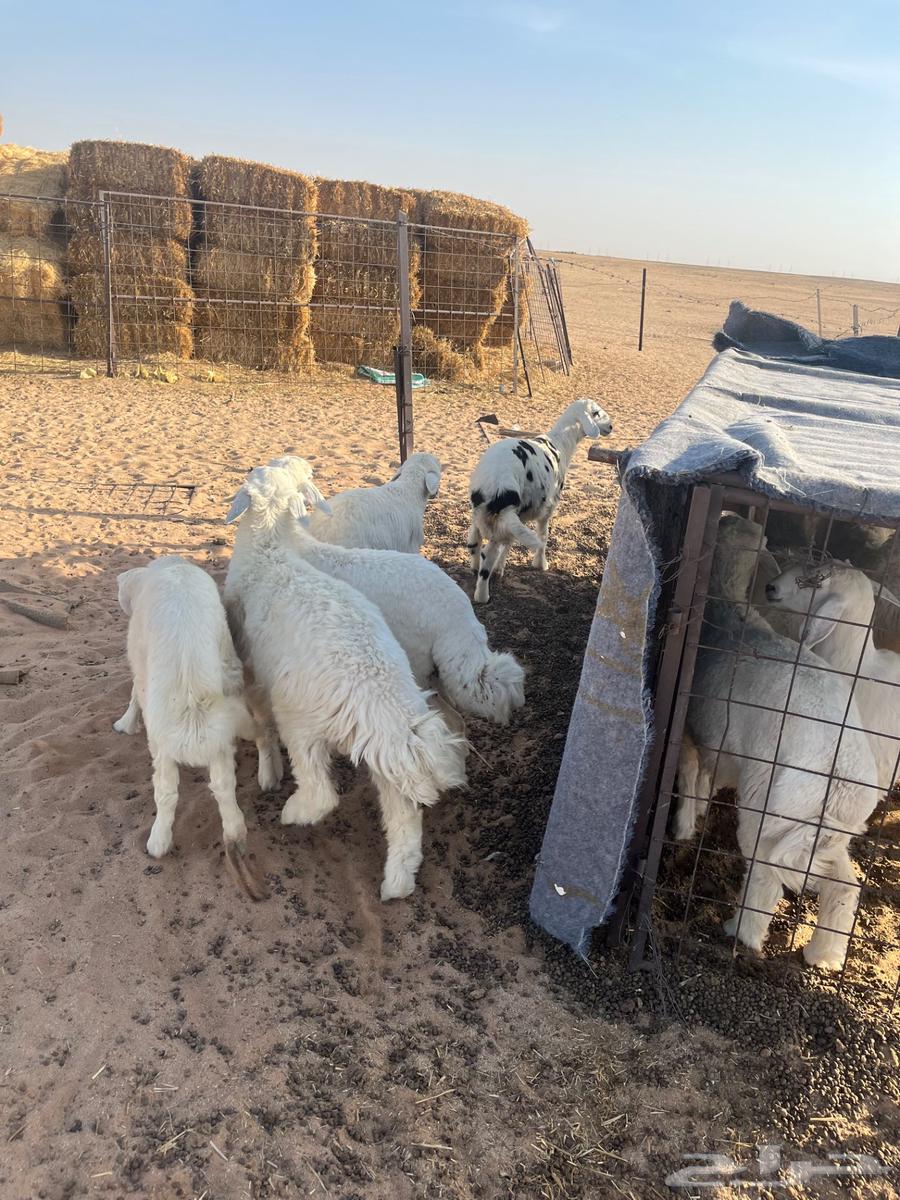 للبيع بهم طيب63654962838786111