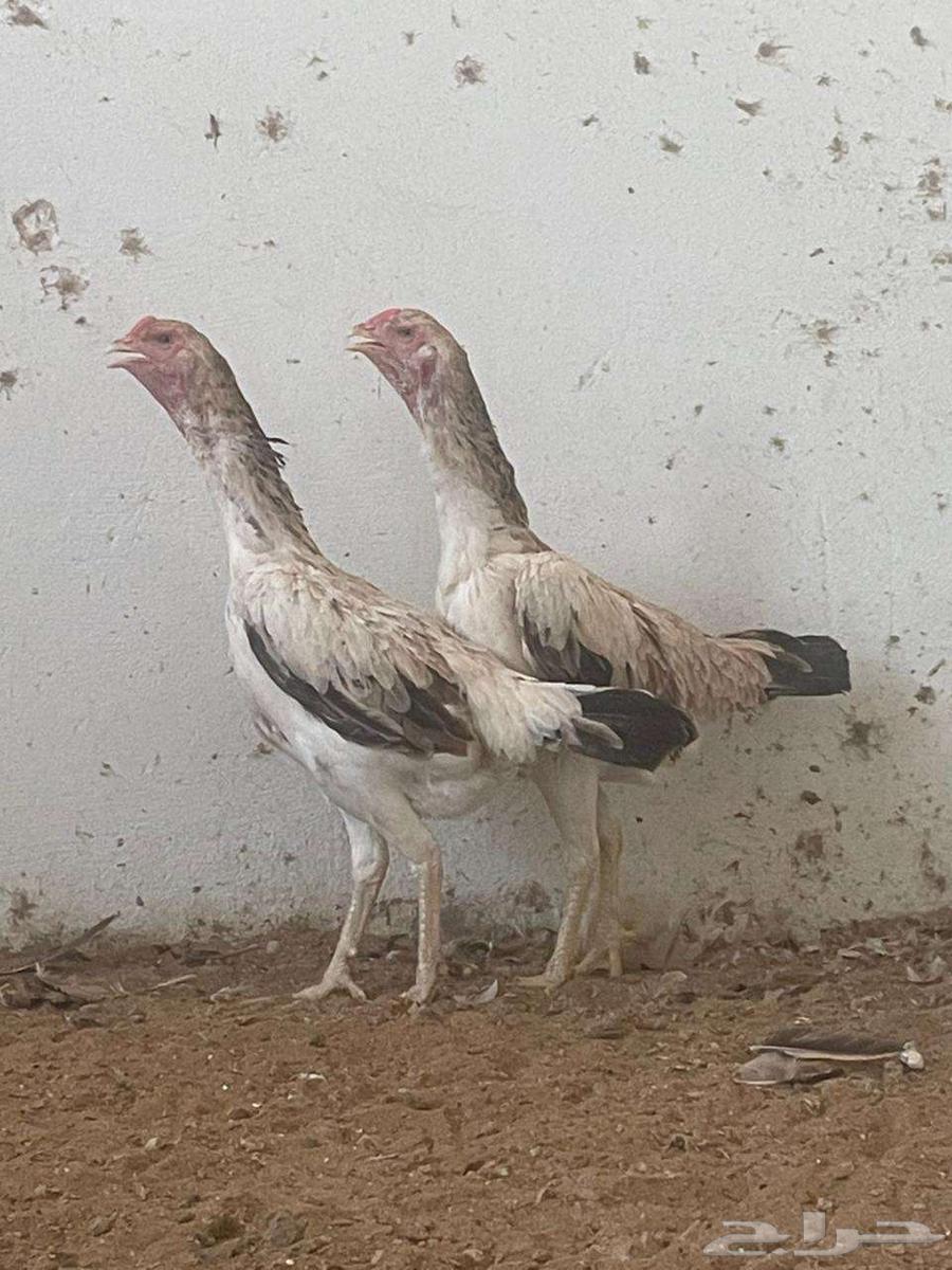 Luxury Shamoo Chicken Product63655093371522113