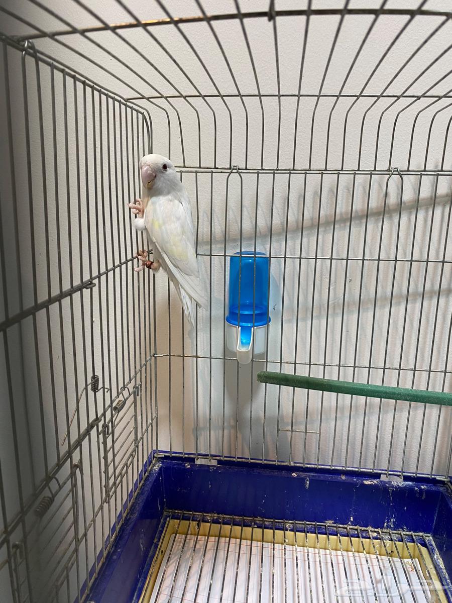 Albinos rooster63618969781506111