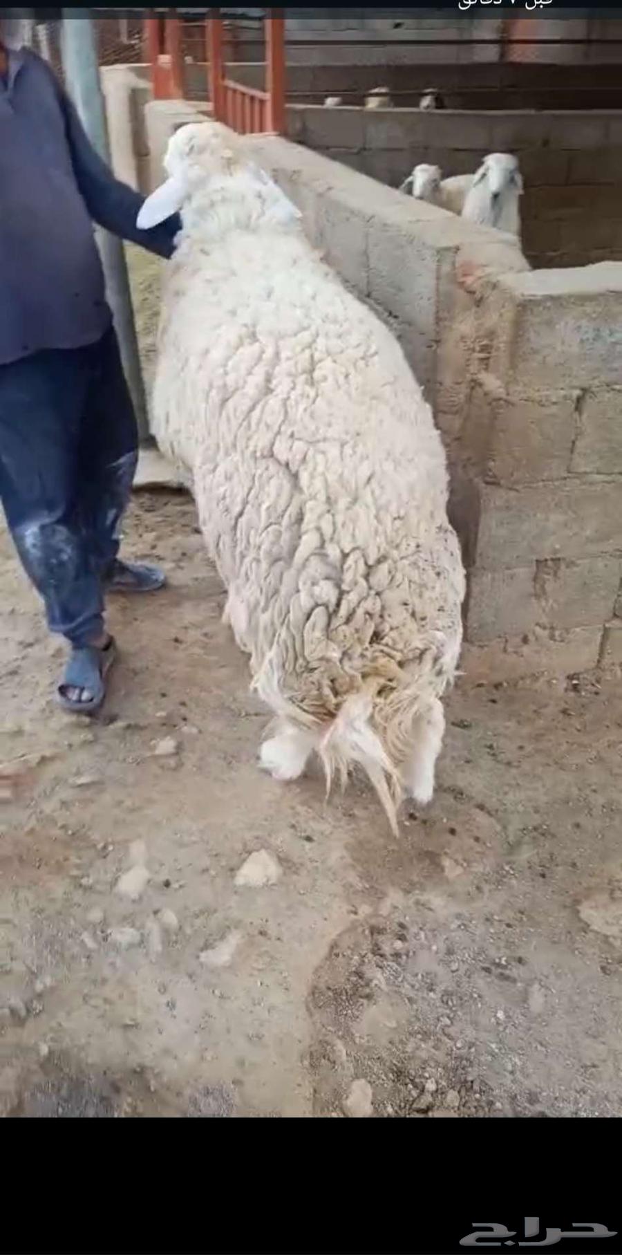 خروف للبيع صنف63655166361219110