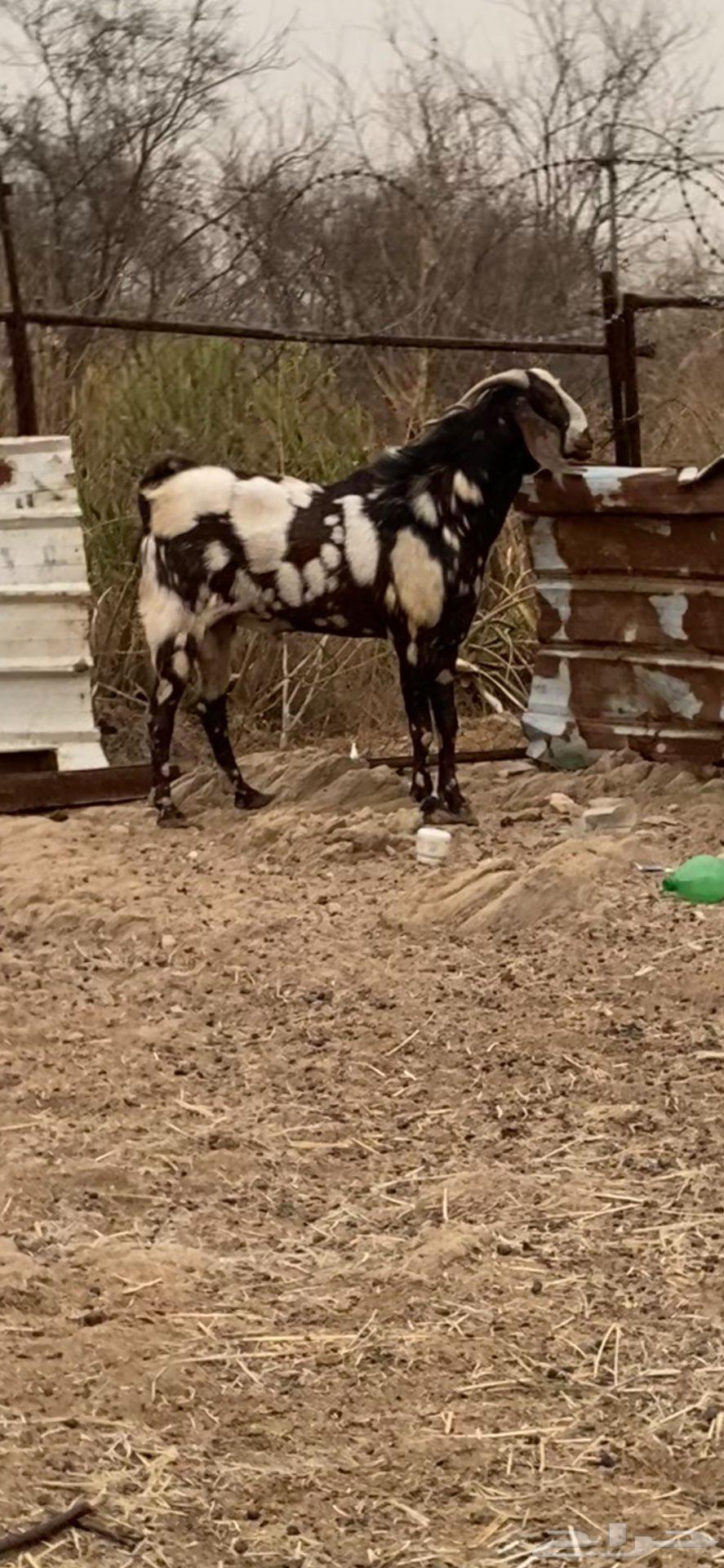 For sale, a purebred male goat (Sold)63655318364163113