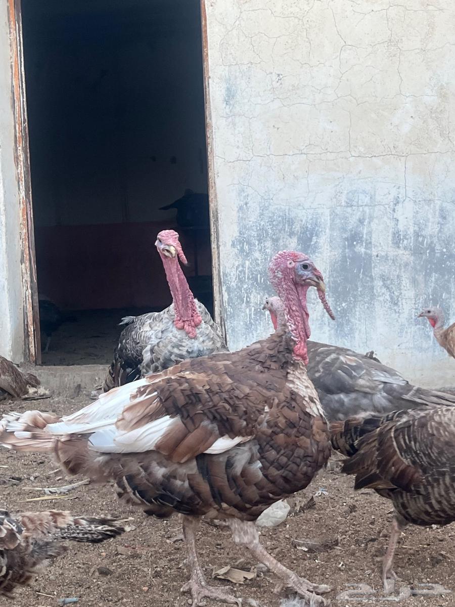 White Turkey Chickens63618970356355111