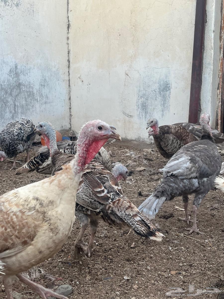 White Turkey Chickens63618970356355112