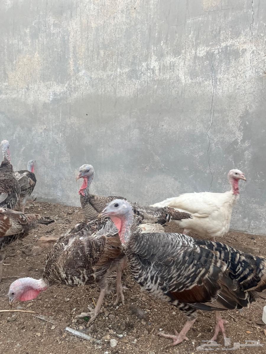 White Turkey Chickens63618970356355113