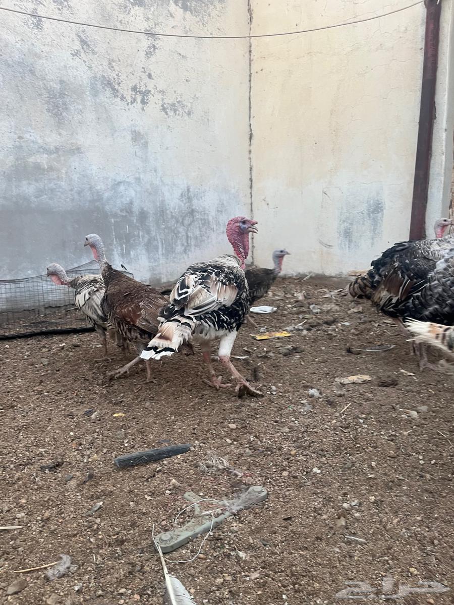 White Turkey Chickens63618970356355114