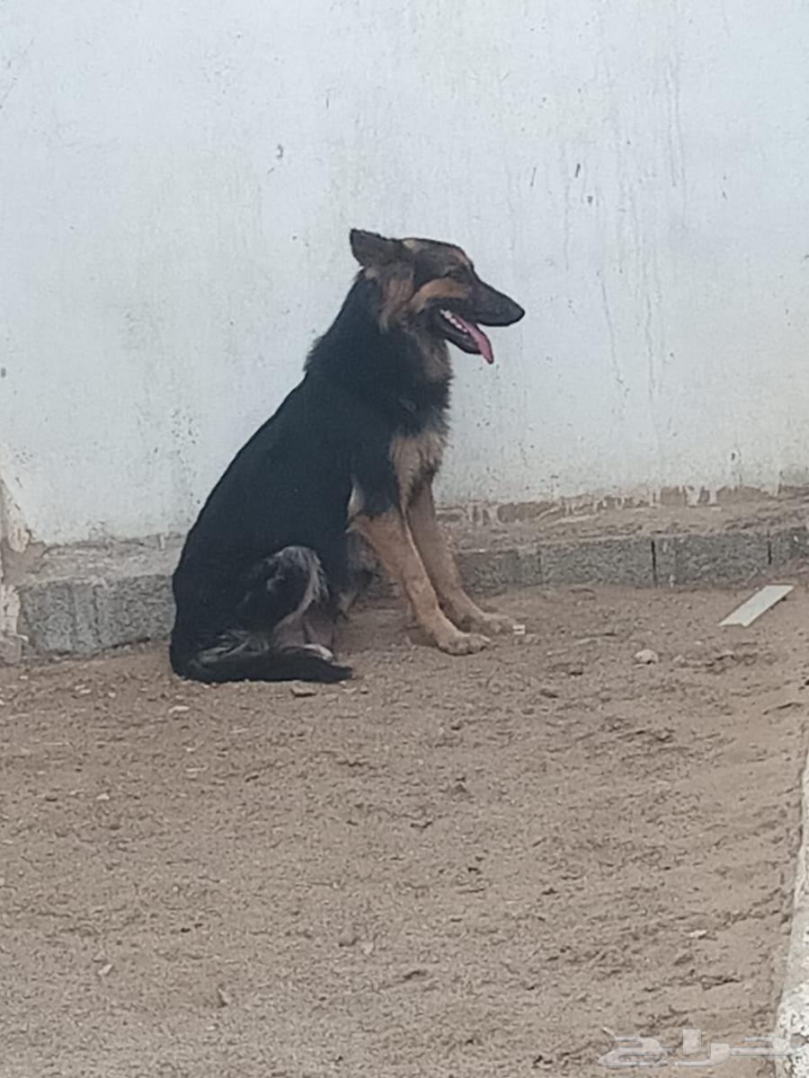 للبيع مجموعة كلاب جيرمن بلاك وسيبل63655226361218110