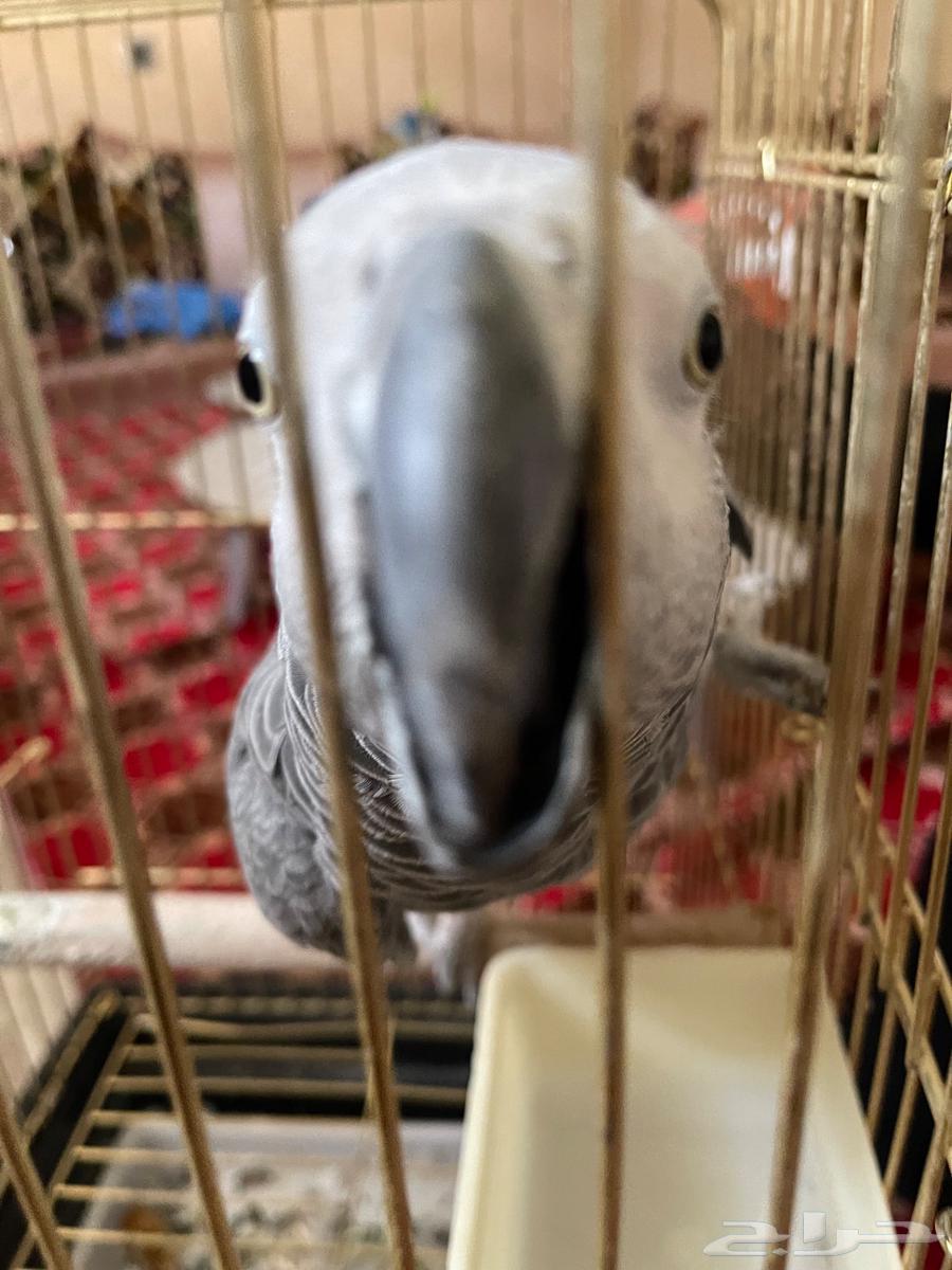 بغبغاء للبيع64221705026434112