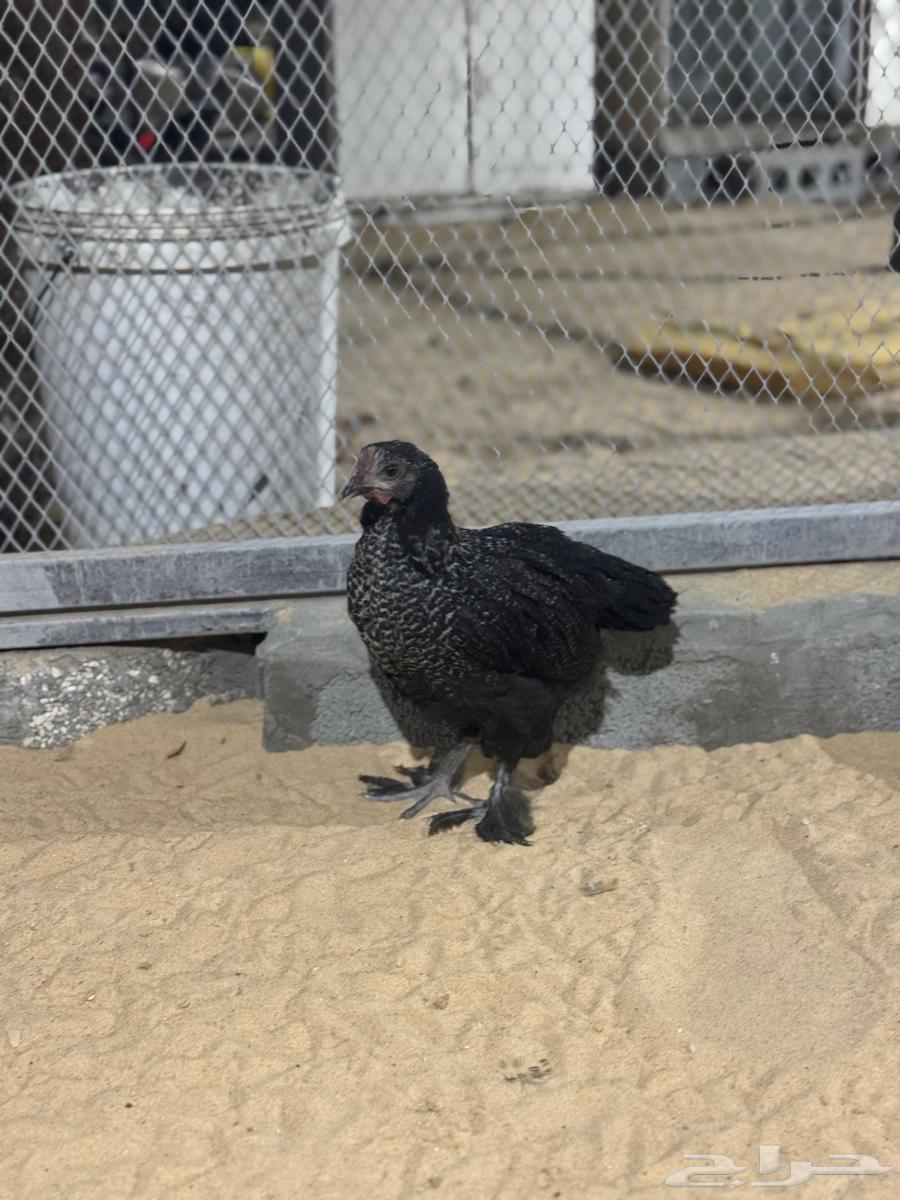 Brahma Chicken63655615053443113