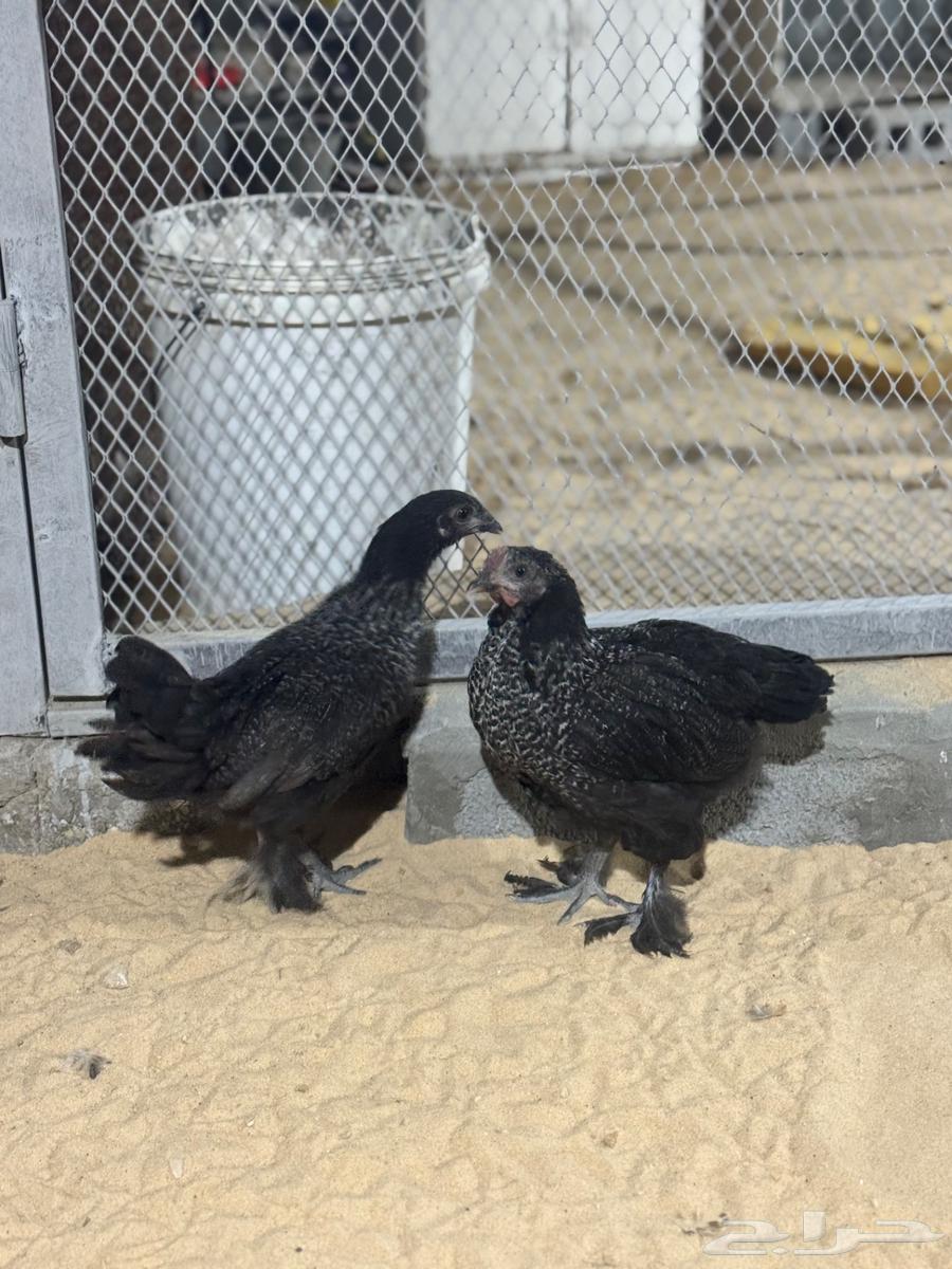 Brahma Chicken63655615053443114