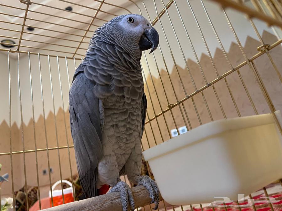 بغبغاء للبيع64221705026434111