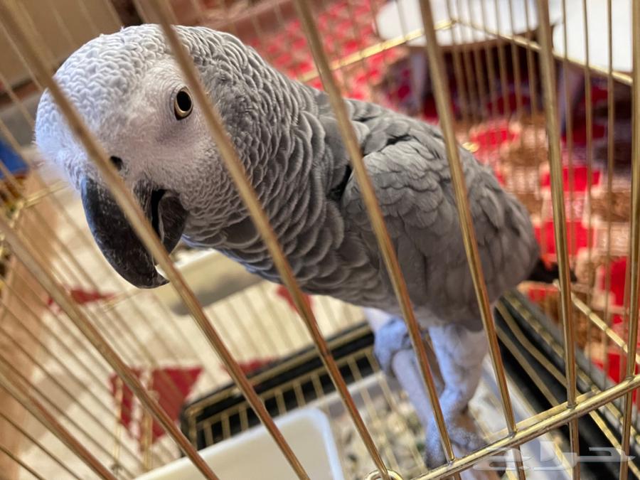 بغبغاء للبيع64221705026434110