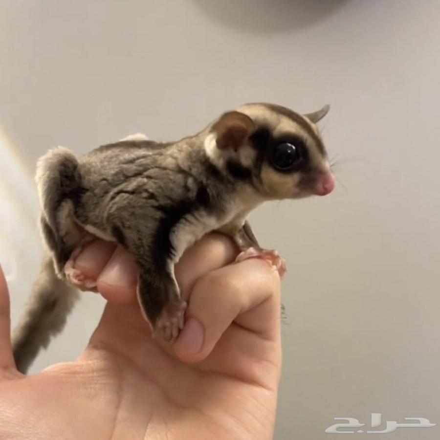 أزواج سنجاب الطاير للبيع جمله قطاعي63655423754626110