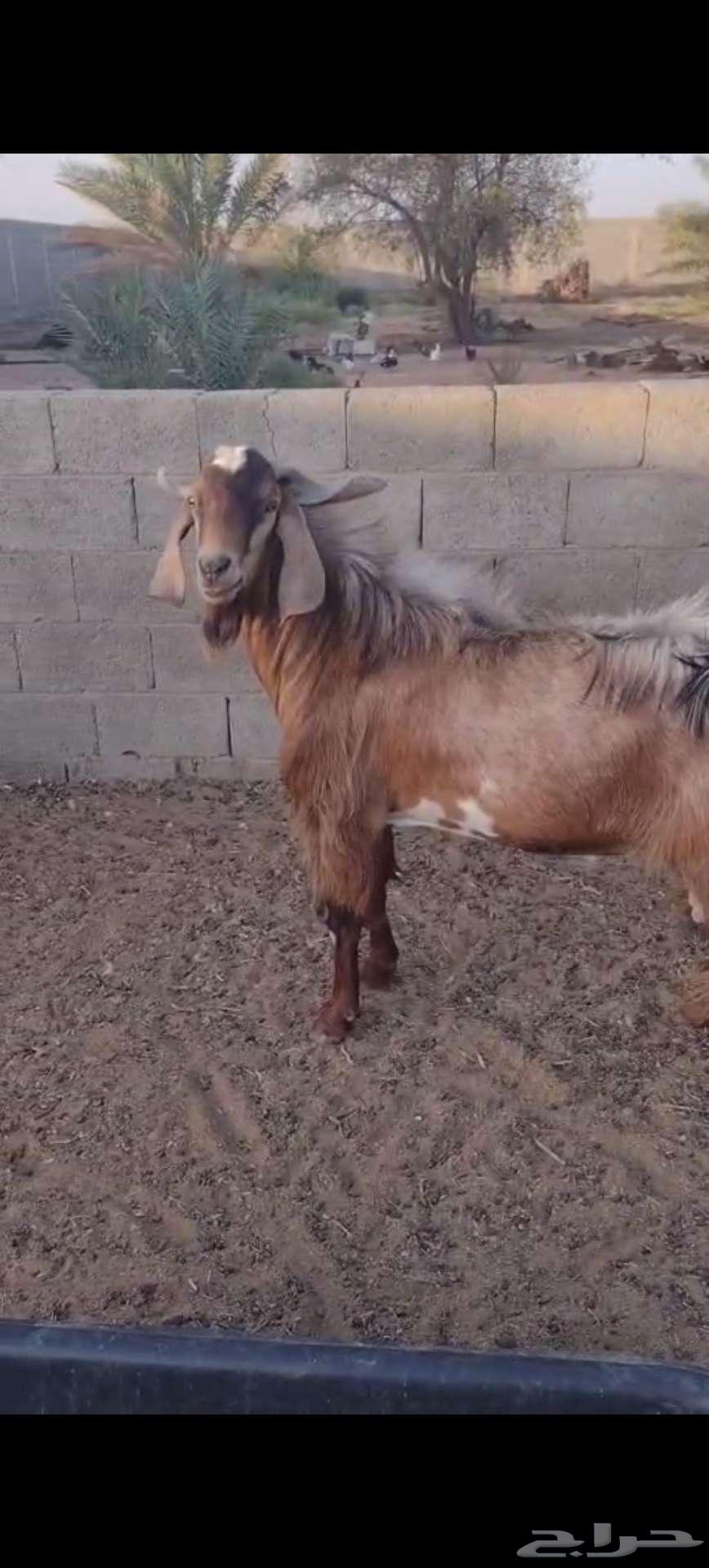 Tais male goat for sale63655702321921112