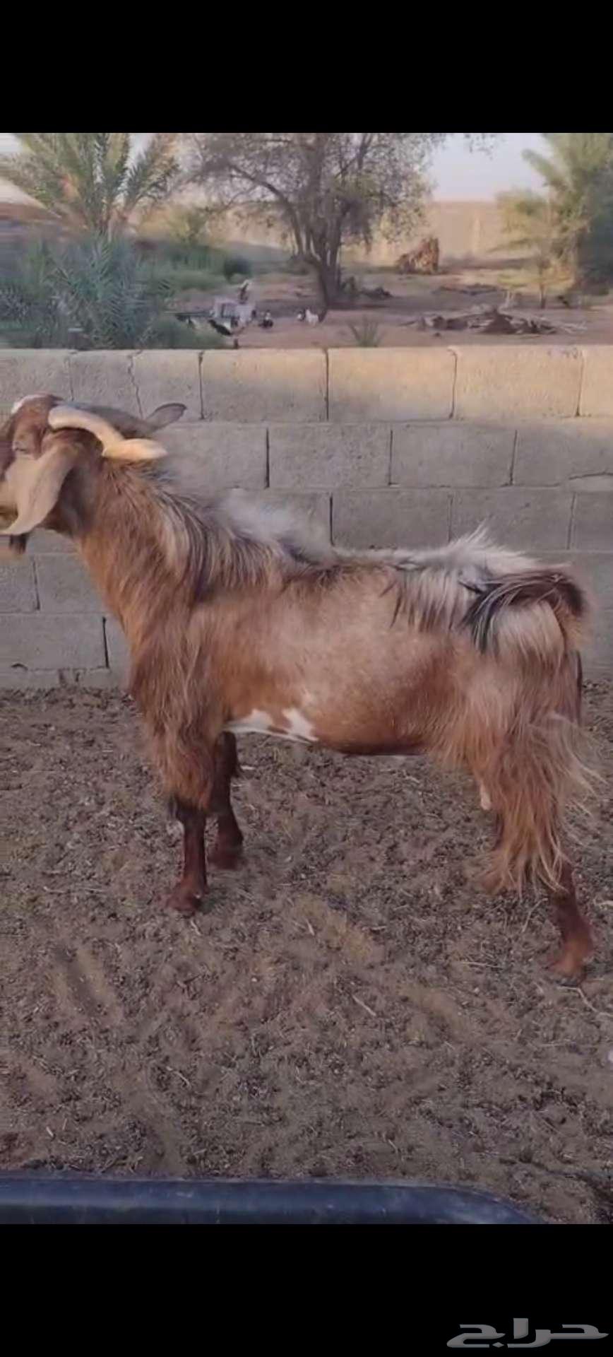 Tais male goat for sale63655702321921111