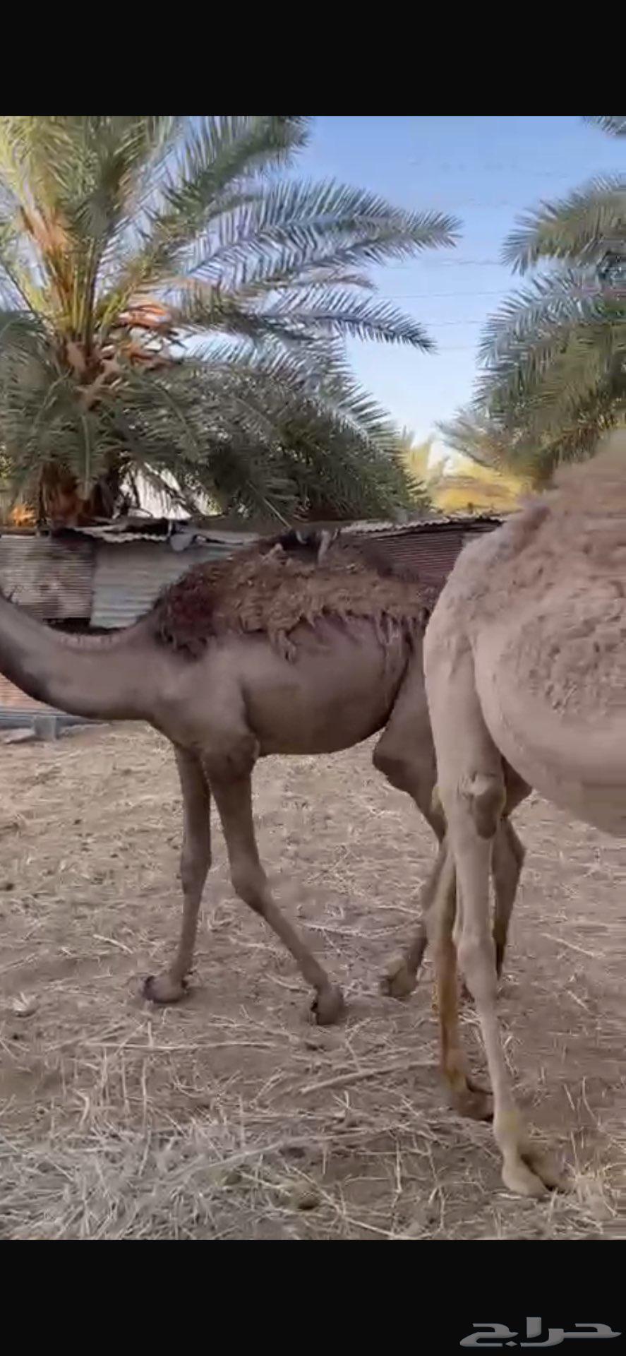قعدان مفاريد خواوير للبيع63657060957315113