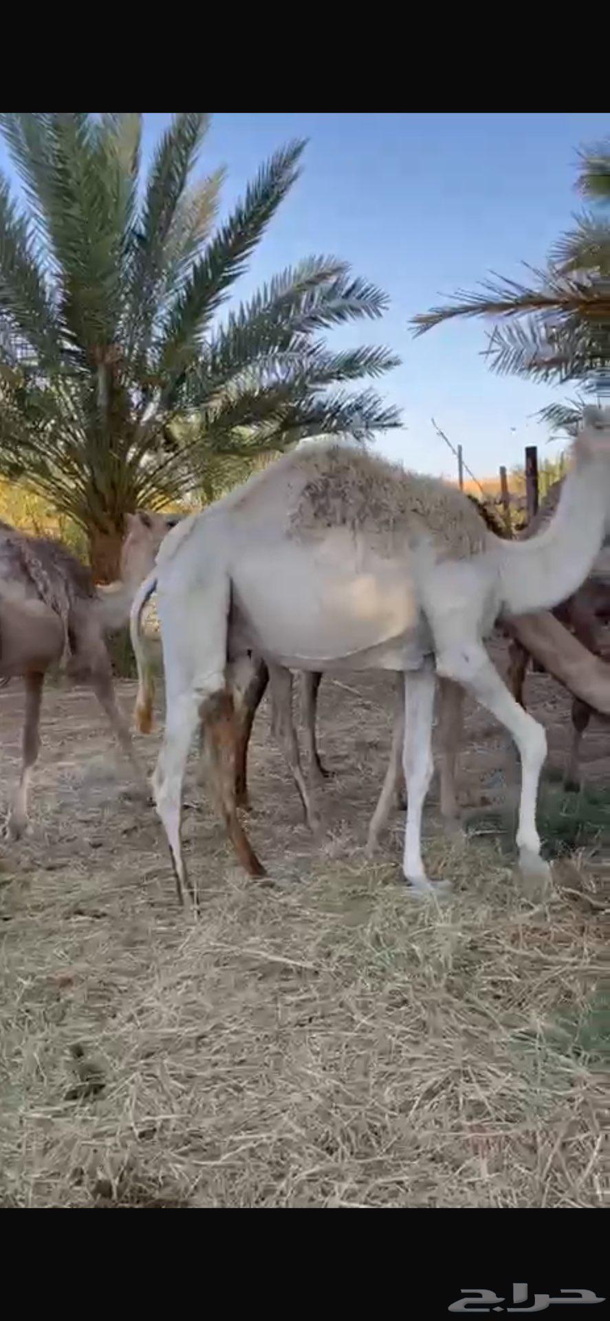 قعدان مفاريد خواوير للبيع63657060957315111