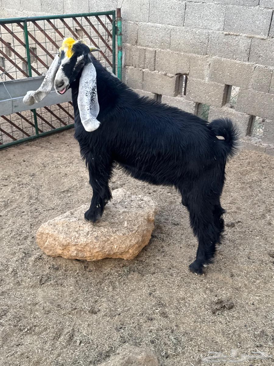 Good goats for sale63655700228097112
