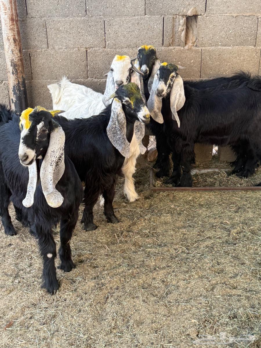 Good goats for sale63655700228097110