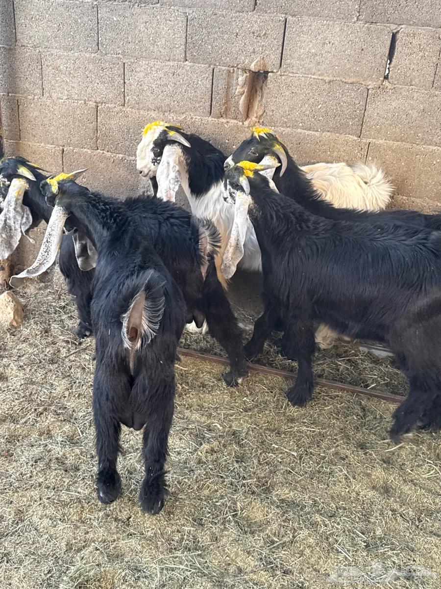 Good goats for sale63655700228097111