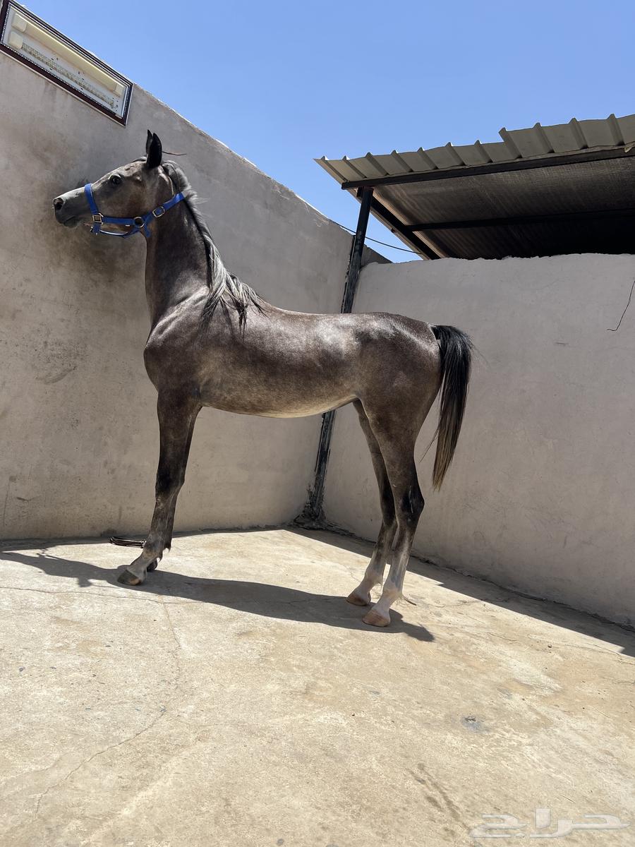 Foal for sale63655703490305110